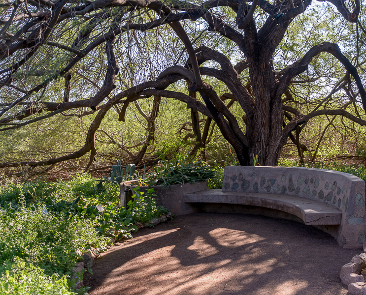 In the Arms of a&nbsp;Tree