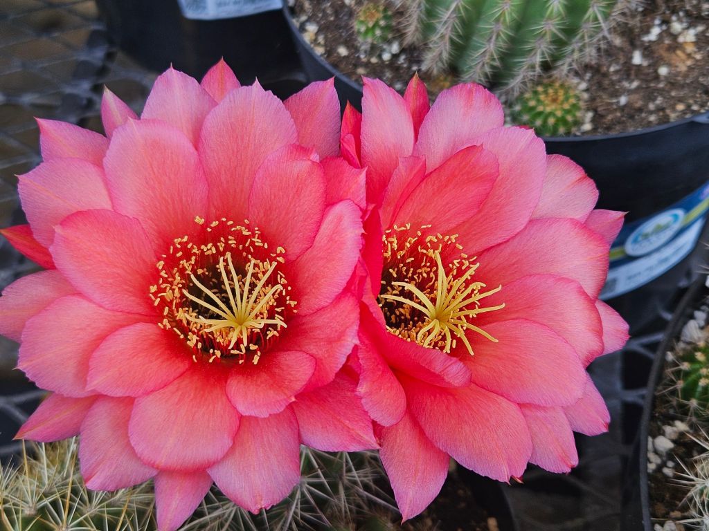 On Visiting a Garden&nbsp;Shop