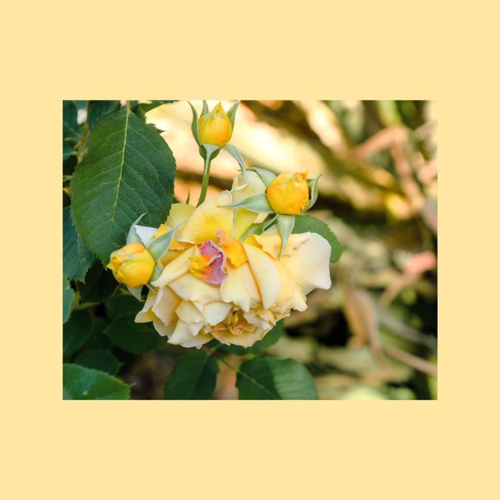 Embracing Imperfection